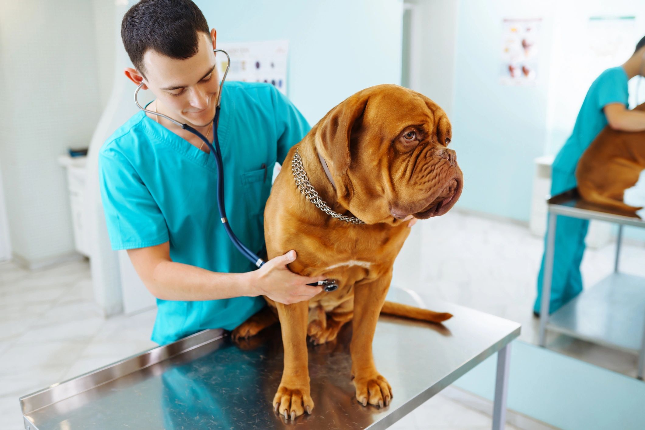 Veterinario revisando a un perro en la clínica