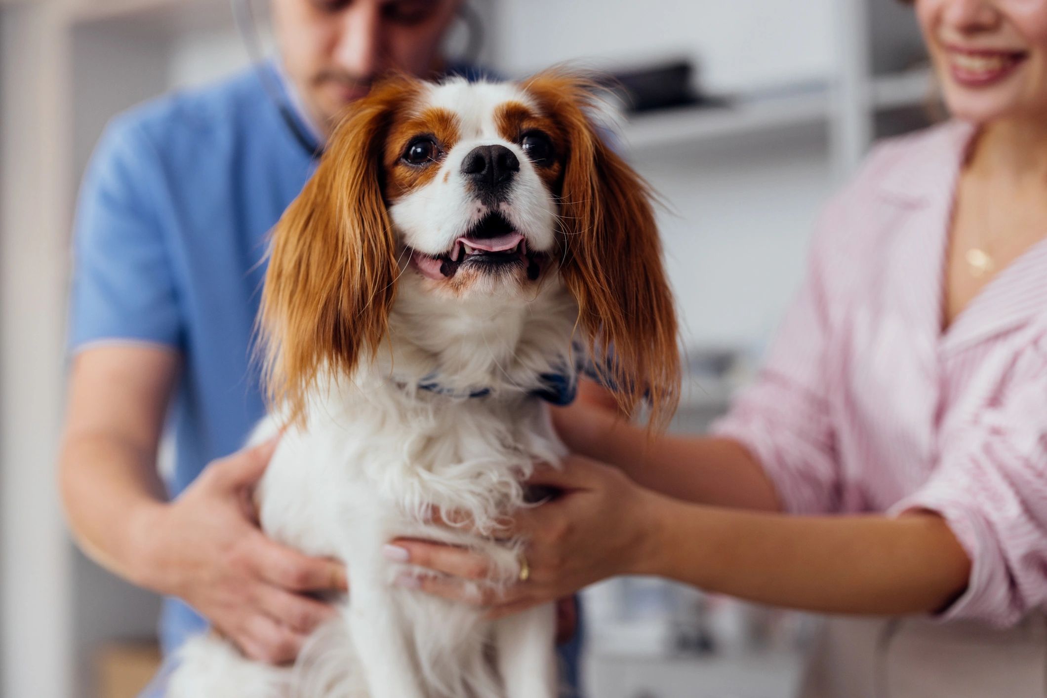 Veterinario examinando a un perro durante un chequeo