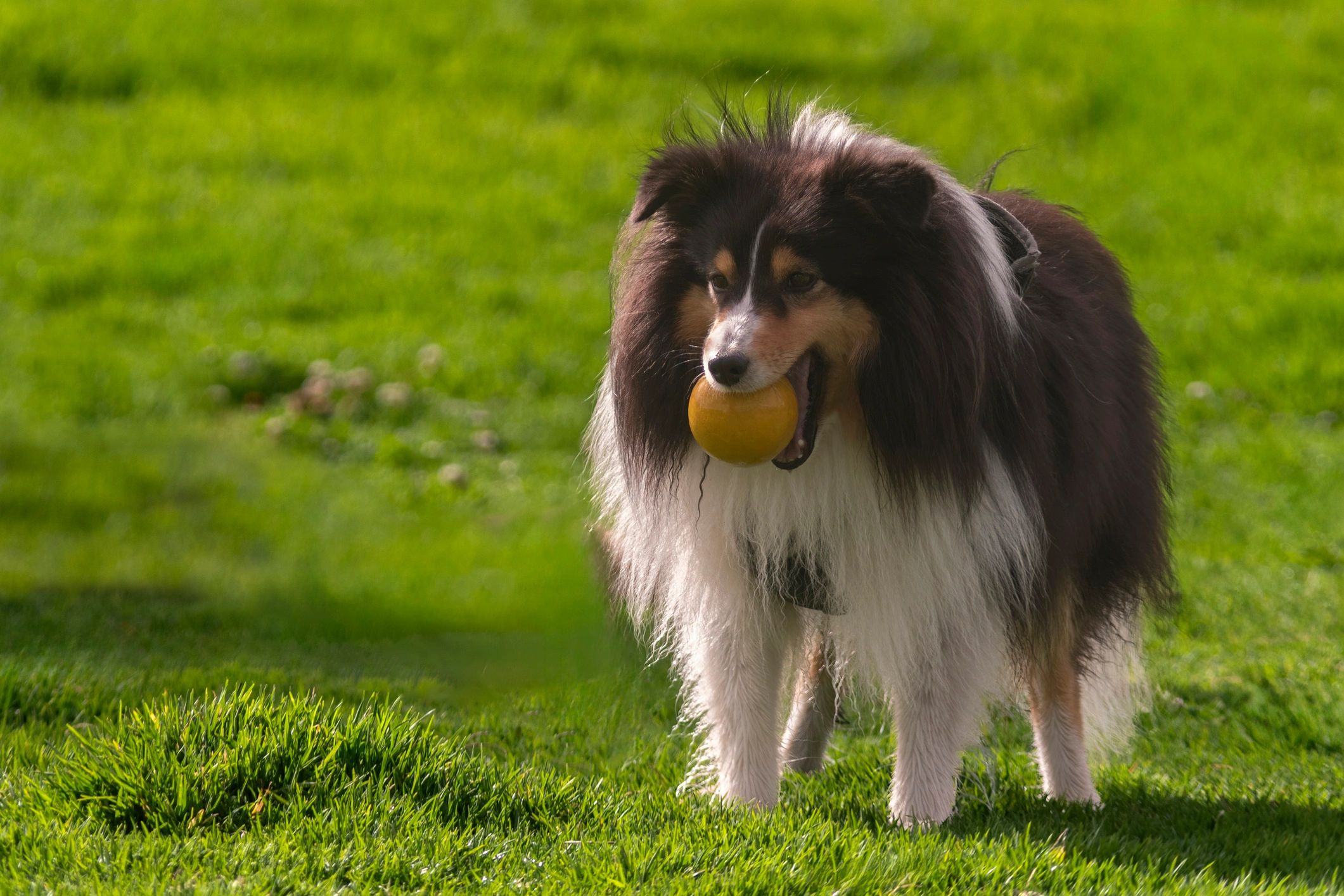 Perro de raza Shetland Sheepdog en retrato