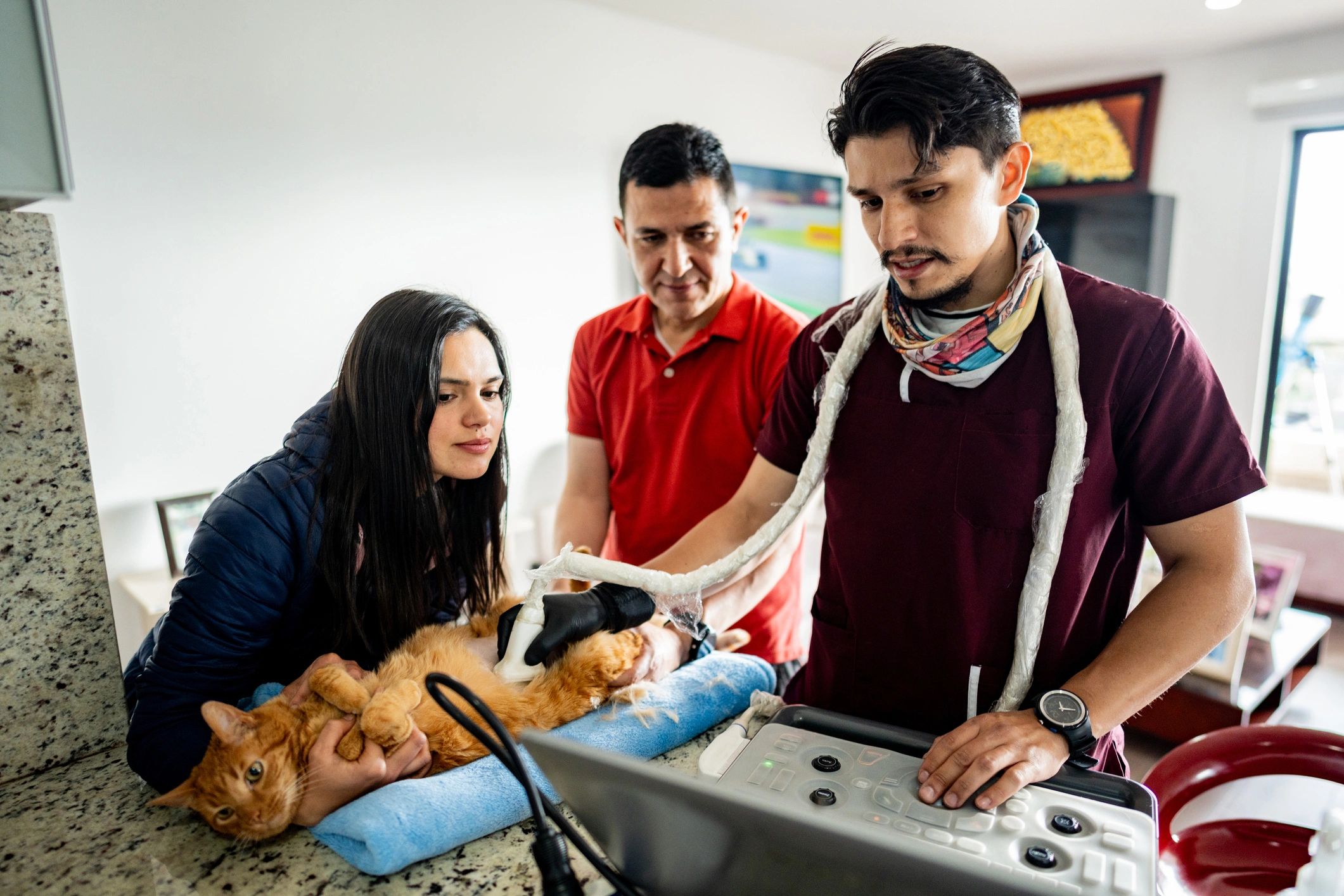 Veterinarian conducting cat ultrasound in home environment