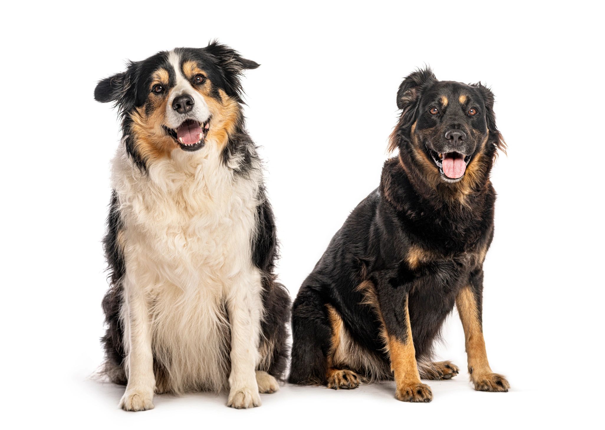 Dos perros sentados juntos mirando a cámara