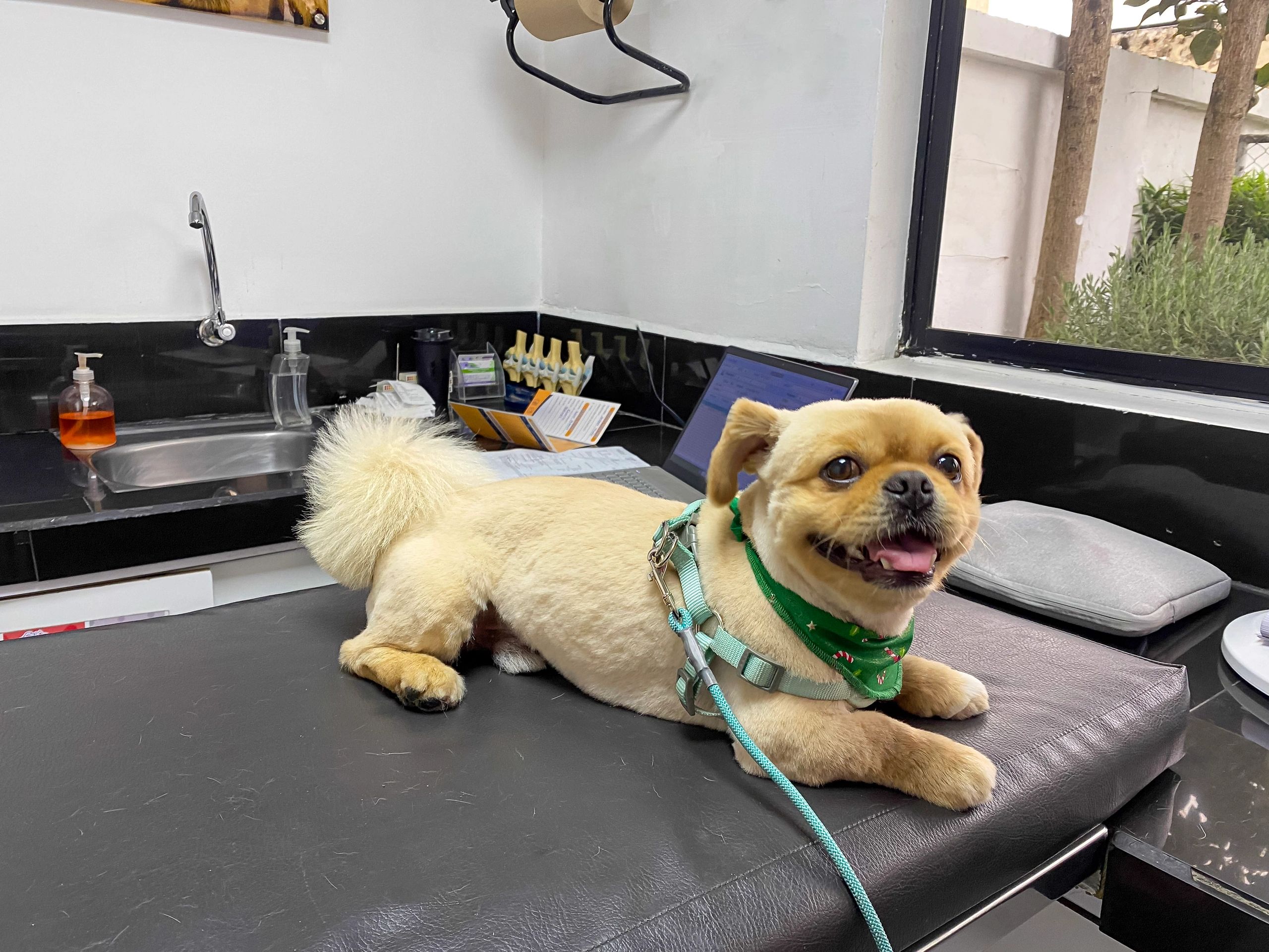 Perro relajado durante una revisión veterinaria